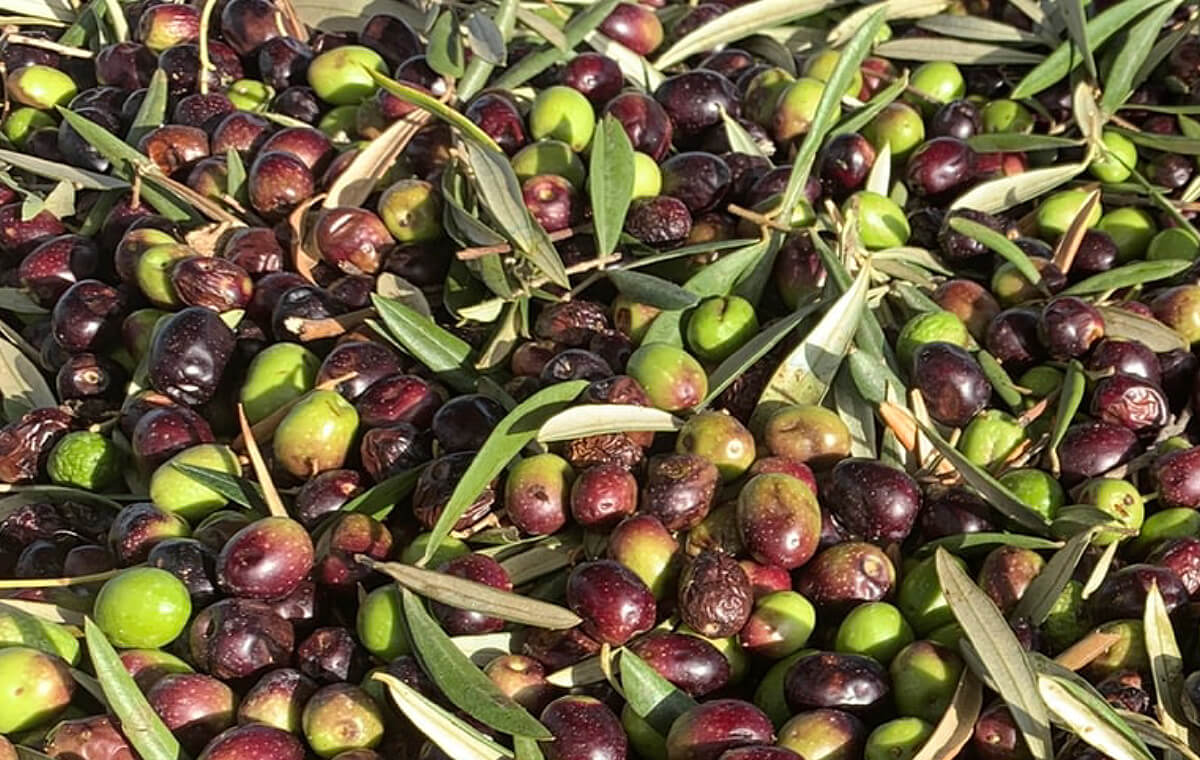 Olive - Tenuta Agricola Kibbò