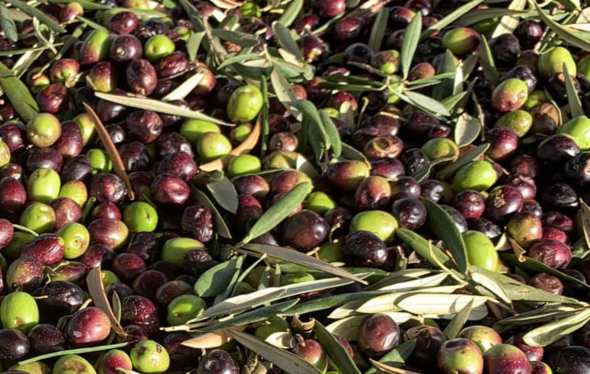 Olive - Tenuta Agricola Kibbò